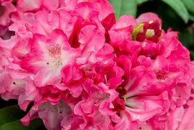 Dekoratyvinis krūmas, rododendras jakušimaninis "Anushka", vazonas 5 l.