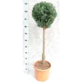 Spygliuotis, puskiparisis ant stiebo, vazono skersmuo 28 cm.