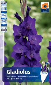 Didžiažiedžio kardelio Purple Flora svogūnėlis ASEJA, 1 vnt, 12/14, 66014612