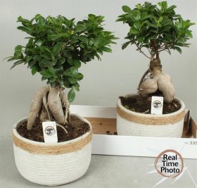 Kambarinis augalas, fikusas (bonsai) keraminiame vazonėlyje, vazonėlio skersmuo 23 cm.