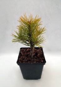 Spygliuotis, kalninė pušis "Winter Gold", vazonėlio skersmuo 11 cm.