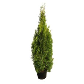Spygliuotis, vakarinė tuja "Smaragd", aukštis 50-60cm., vazonėlis 2,5 l.