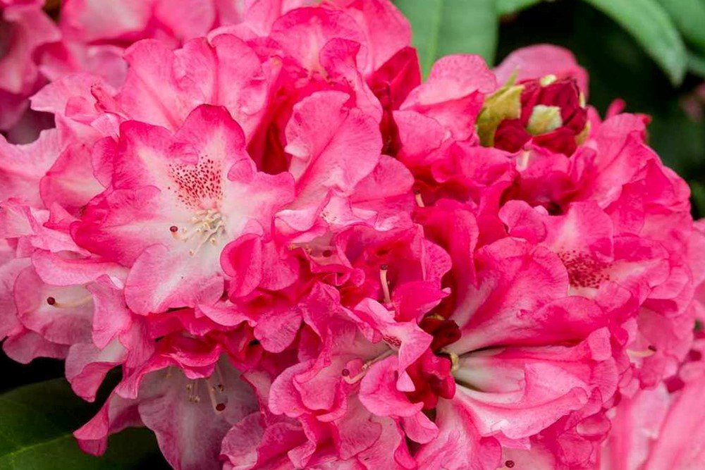 Dekoratyvinis krūmas, rododendras jakušimaninis "Anushka", vazonas 5 l.