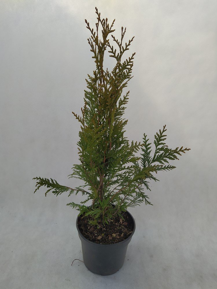 Spygliuotis, tuja "Aureospicata", vazonas 3 l.