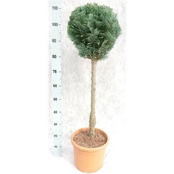 Spygliuotis, puskiparisis ant stiebo, vazono skersmuo 28 cm.