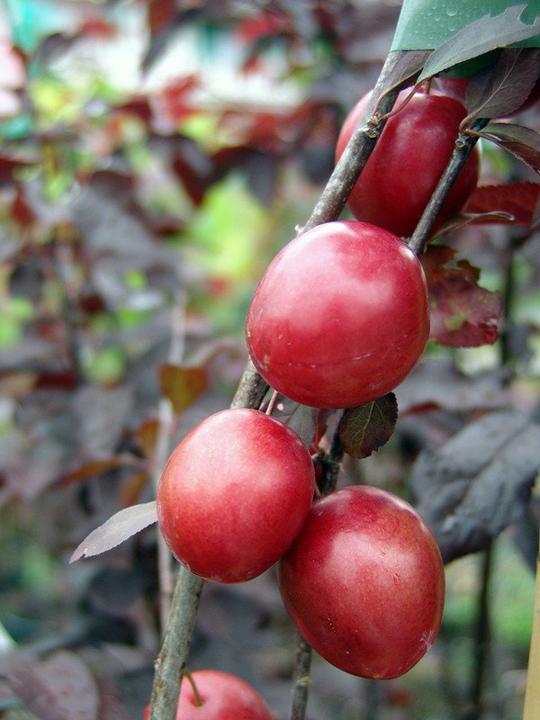 Vaismedis, slyva glaustašakė "Crimson Pointe"