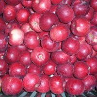 Vaismedis, obelis žieminė "Alva"