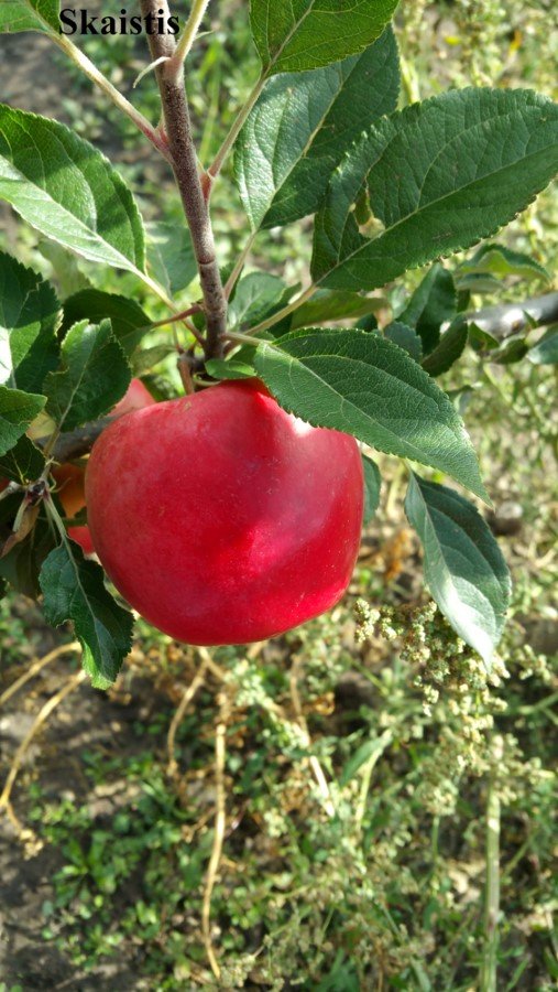 Vaismedis, obelis rudeninė "Skaistis"