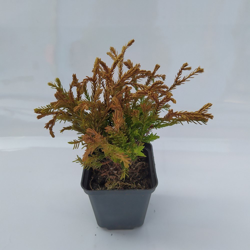 Spygliuotis, tuja "Golden Tuffet", vazonėlio skersmuo 9 cm.