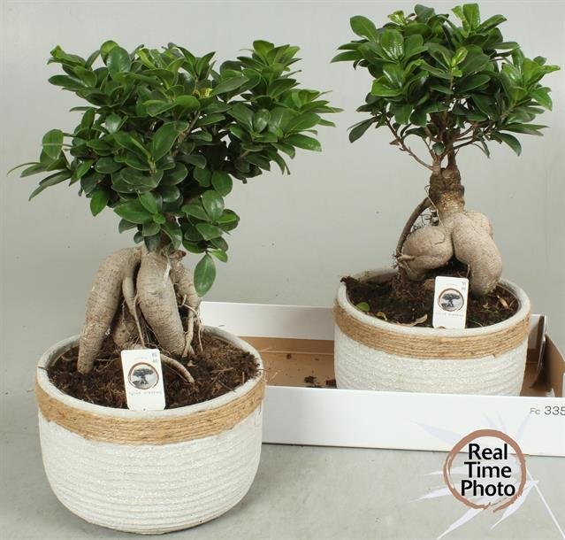 Kambarinis augalas, fikusas (bonsai) keraminiame vazonėlyje, vazonėlio skersmuo 23 cm.