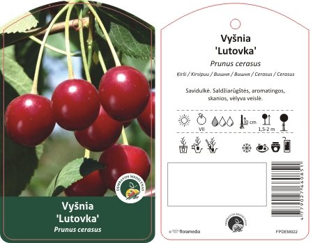 Vaismedis, vyšnia "Lutovka"