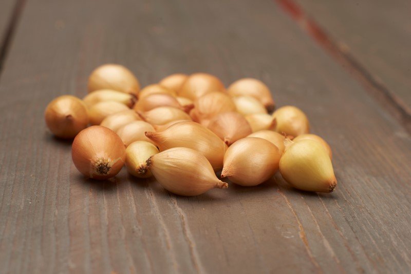 Valgomųjų svogūnų sodinukai Corrado, 14-21 mm, 250 g.